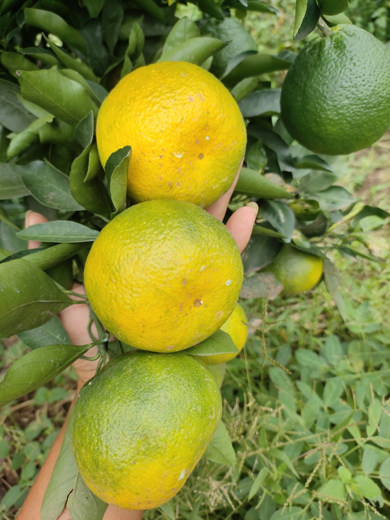 资阳蜜橘