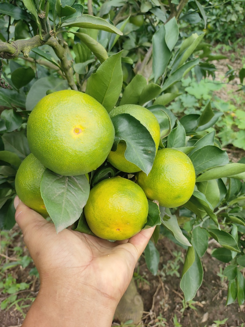 资阳蜜橘