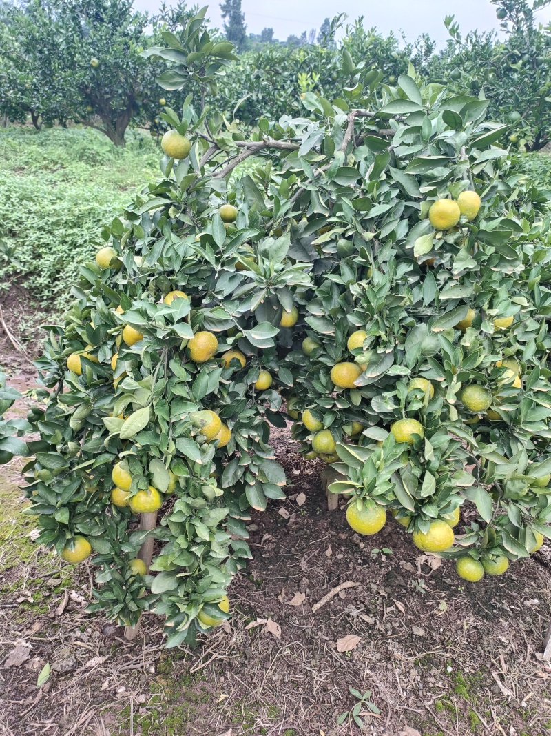资阳蜜橘