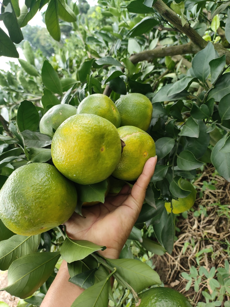 资阳蜜橘