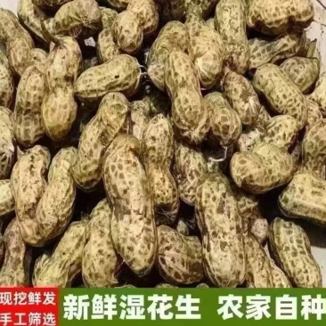 本地花生