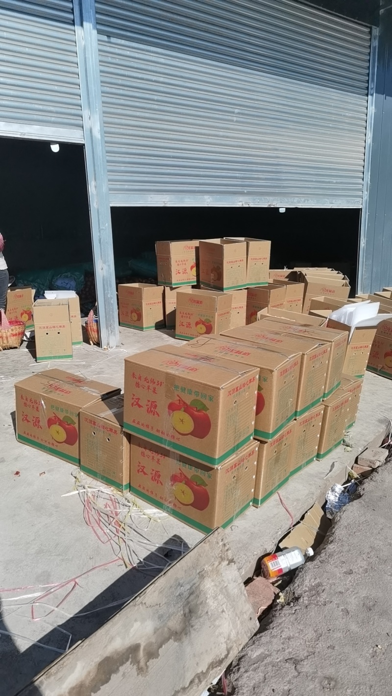 汉源高山精品糖心红富士