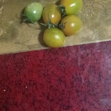 圣女果小番茄