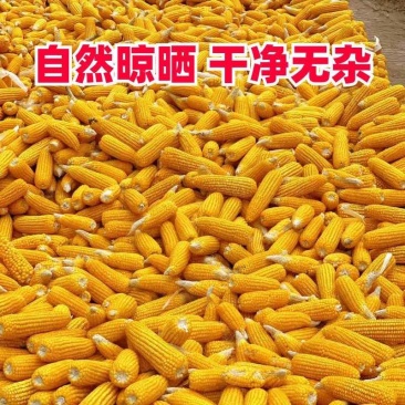 干玉米粒当季新粮玉米粒磨粉爆米花酿酒专用玉米粒大粒精选玉