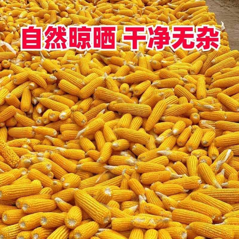 干玉米粒当季新粮玉米粒磨粉爆米花酿酒专用玉米粒大粒精选玉