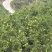 蜜橘批发10000斤起步