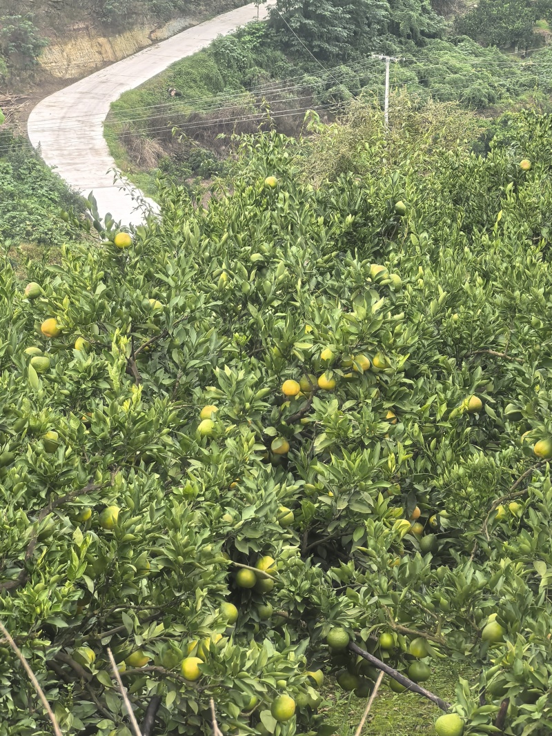 蜜橘批发10000斤起步