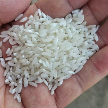 25年杂交米现货300吨可以做饭堂米，做酒，