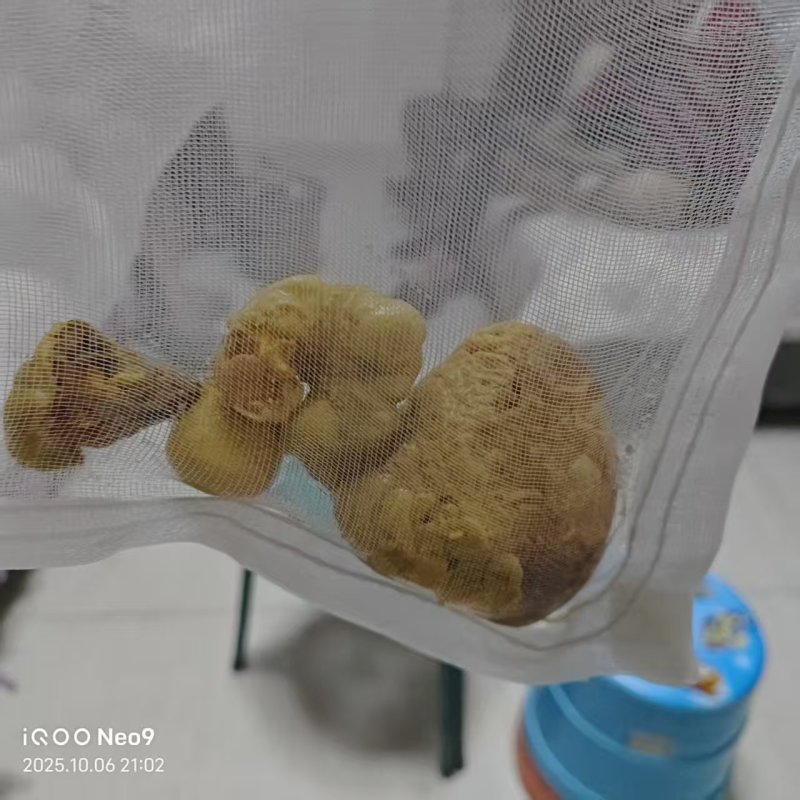 鸡宝