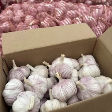 精品大蒜🧄