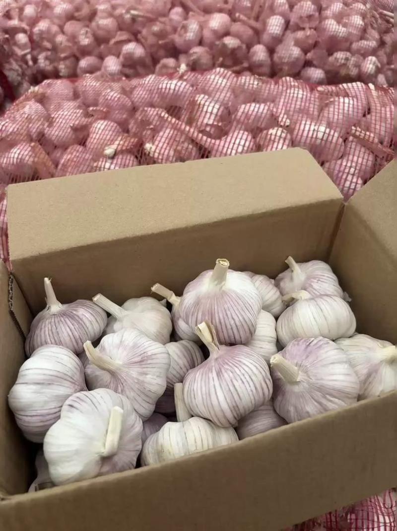 精品大蒜🧄