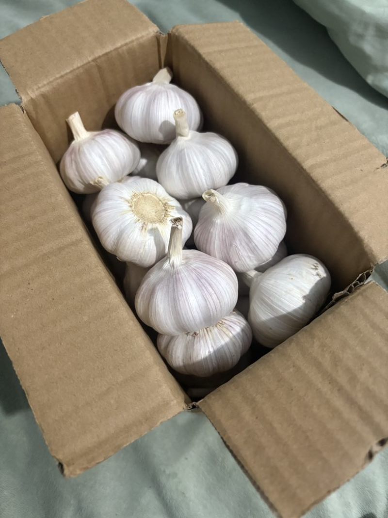 精品大蒜🧄