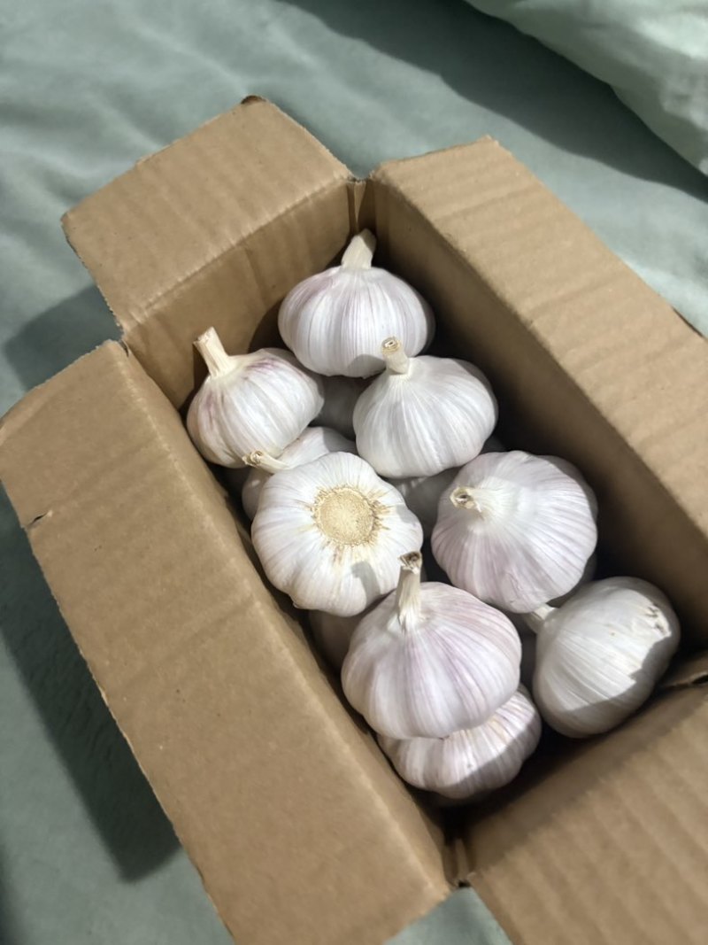 精品大蒜🧄