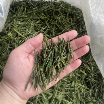 安吉白茶