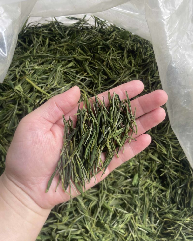 安吉白茶