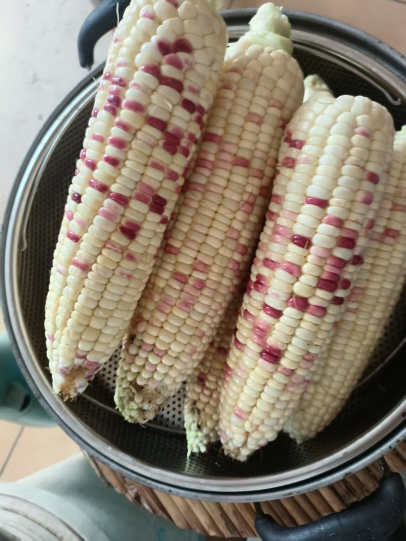 邢台巨鹿胭脂玉彩甜糯玉米