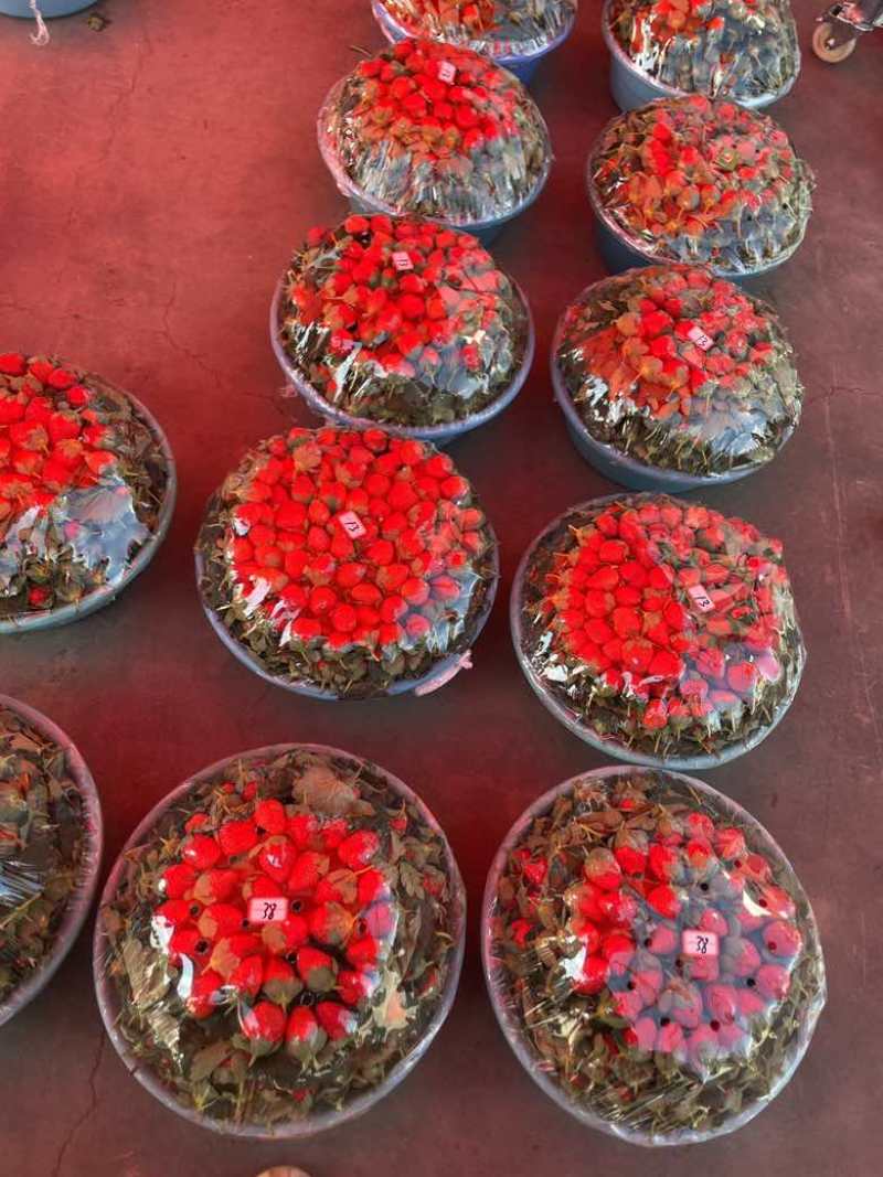 云南草莓即将上市量大老板来电商勿扰