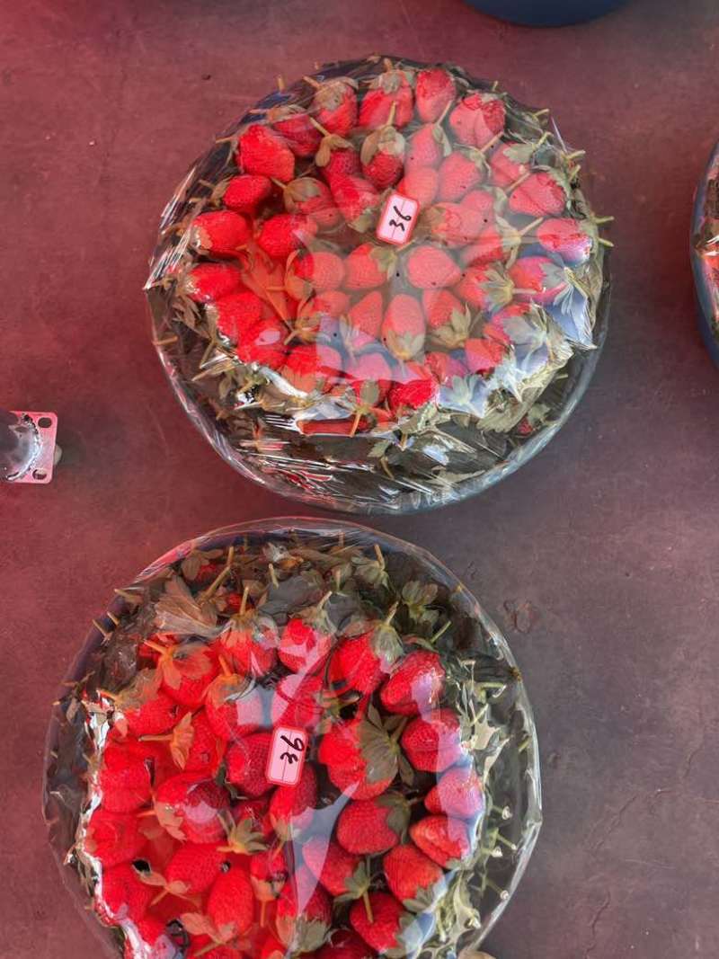 云南草莓即将上市量大老板来电商勿扰