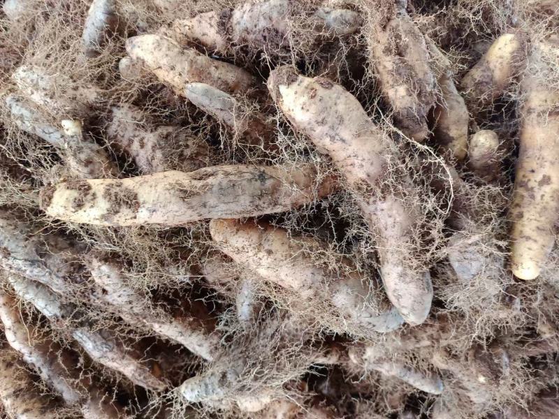 毛薯、甜薯