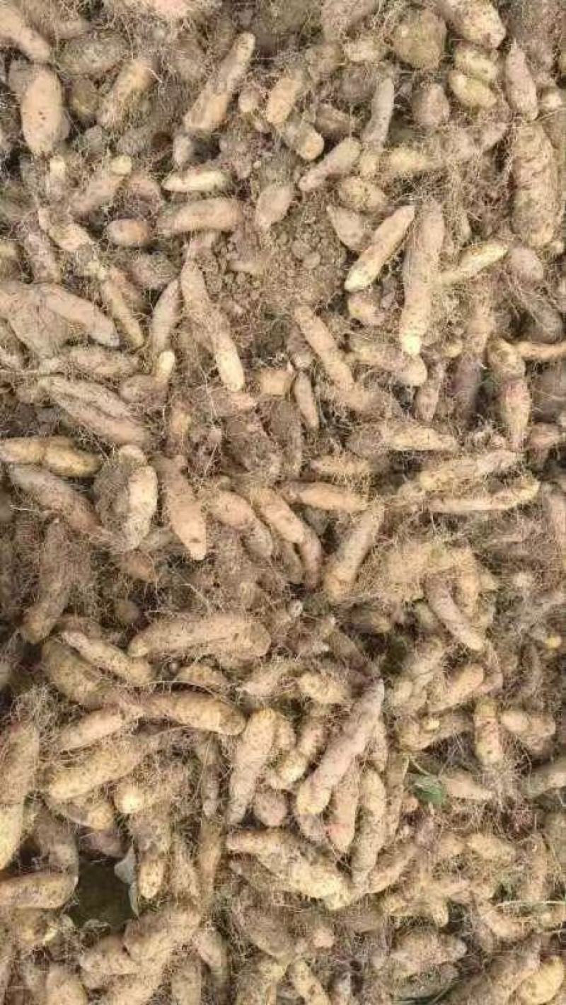 毛薯、甜薯