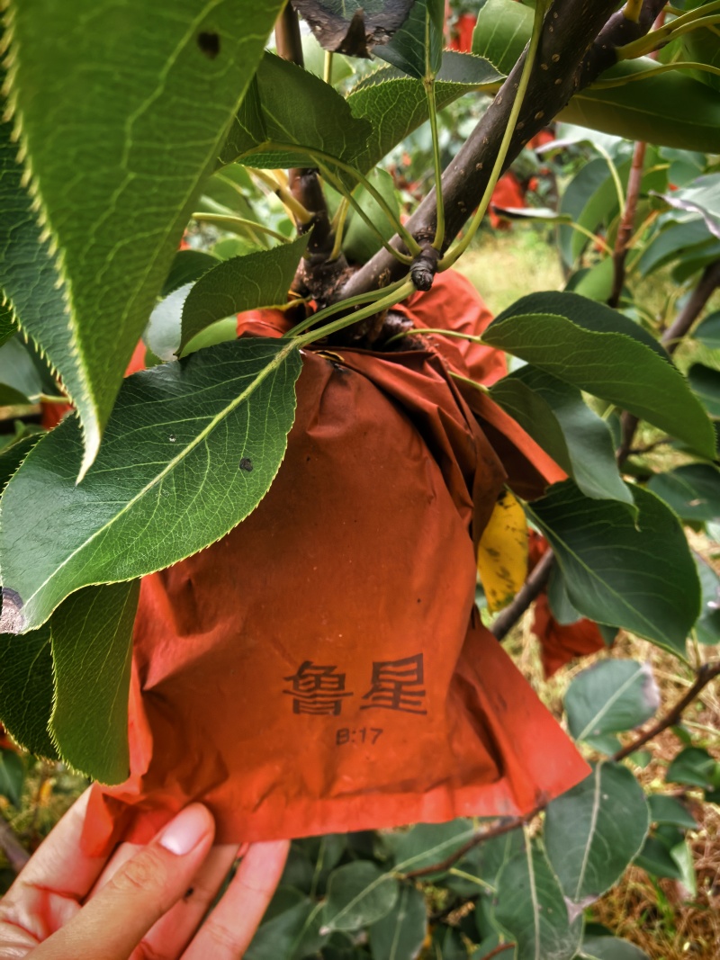 山农酥梨