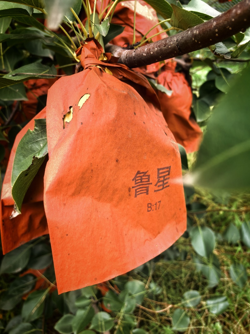 山农酥梨