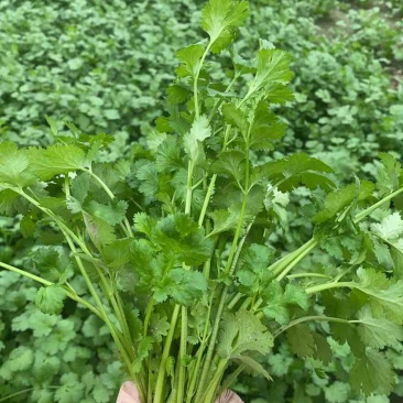 大叶香菜，手工铁锅豆腐皮等