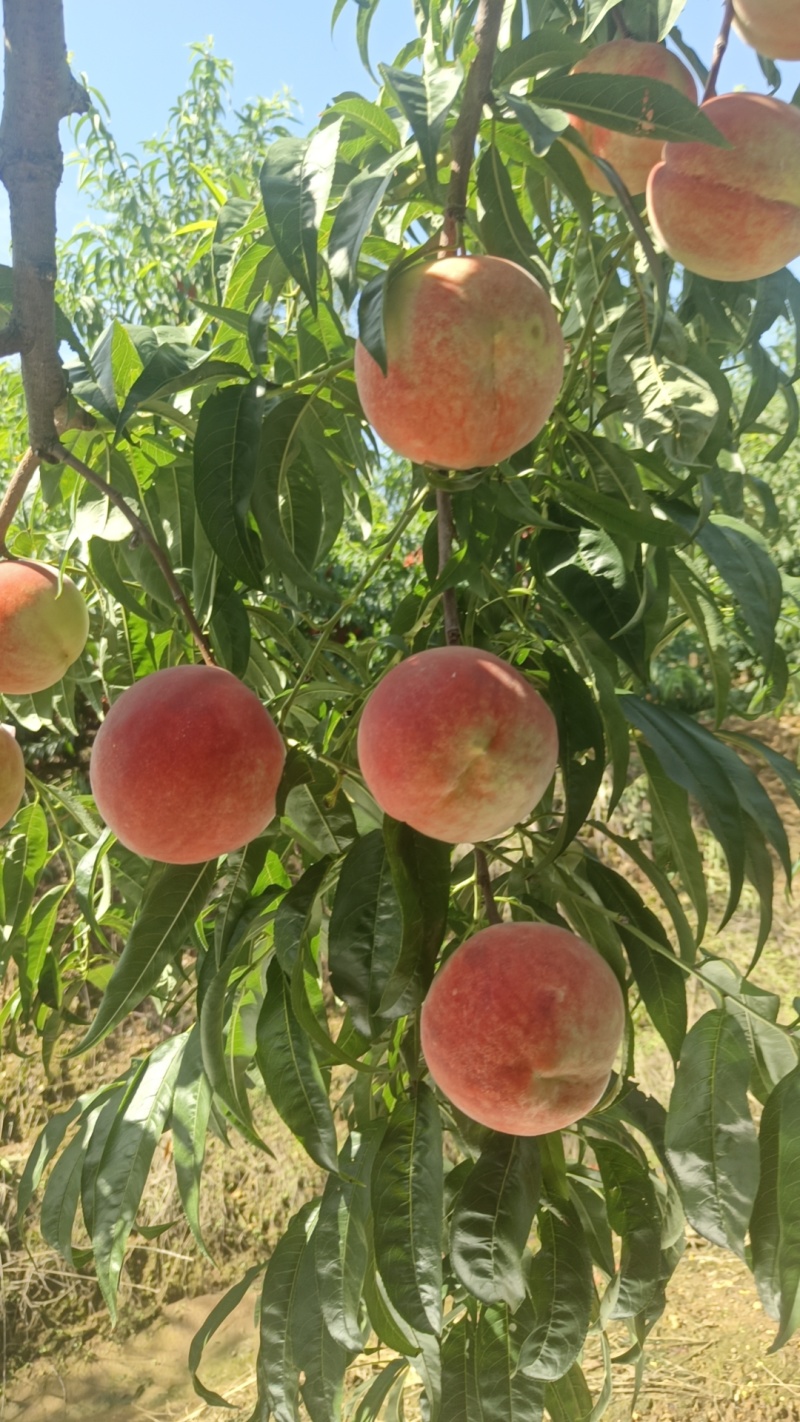 山东青岛莱西金秋红蜜桃子大量有货
