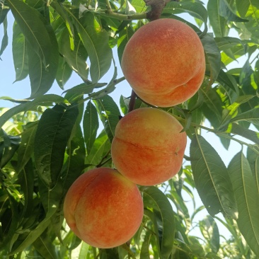 山东青岛莱西金秋红蜜桃子大量有货