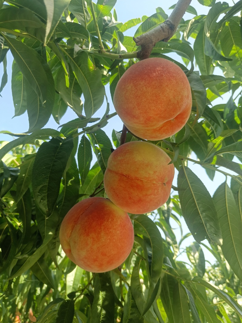 山东青岛莱西金秋红蜜桃子大量有货