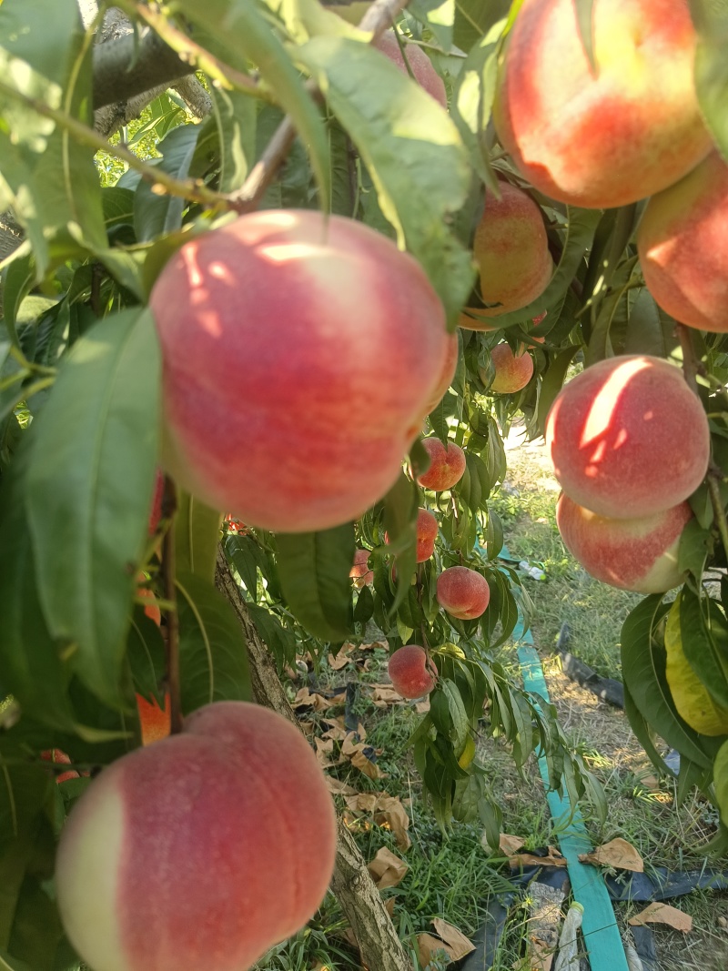 山东青岛莱西金秋红蜜桃子大量有货