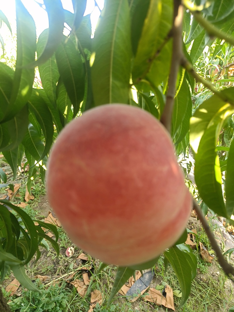 山东青岛莱西金秋红蜜桃子大量有货