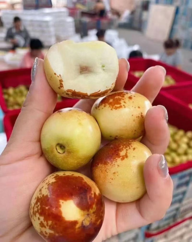 河北黄骅冬枣