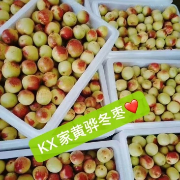 河北黄骅冬枣