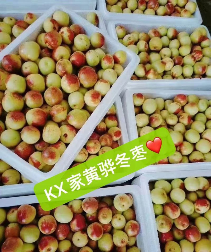 河北黄骅冬枣