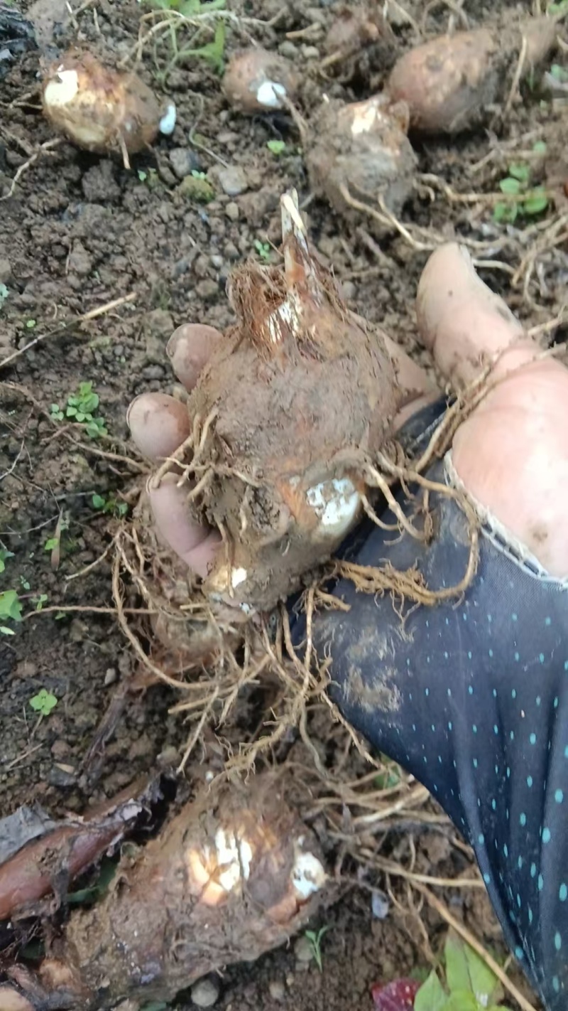 毛芋头