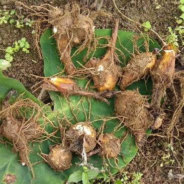 毛芋头