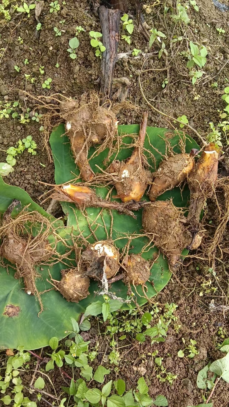 毛芋头