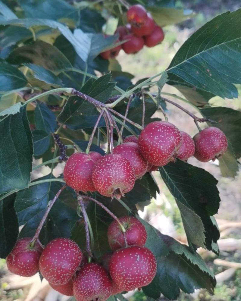 东北辽红山楂