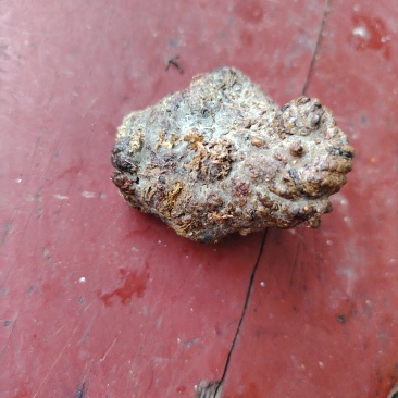 羊黄