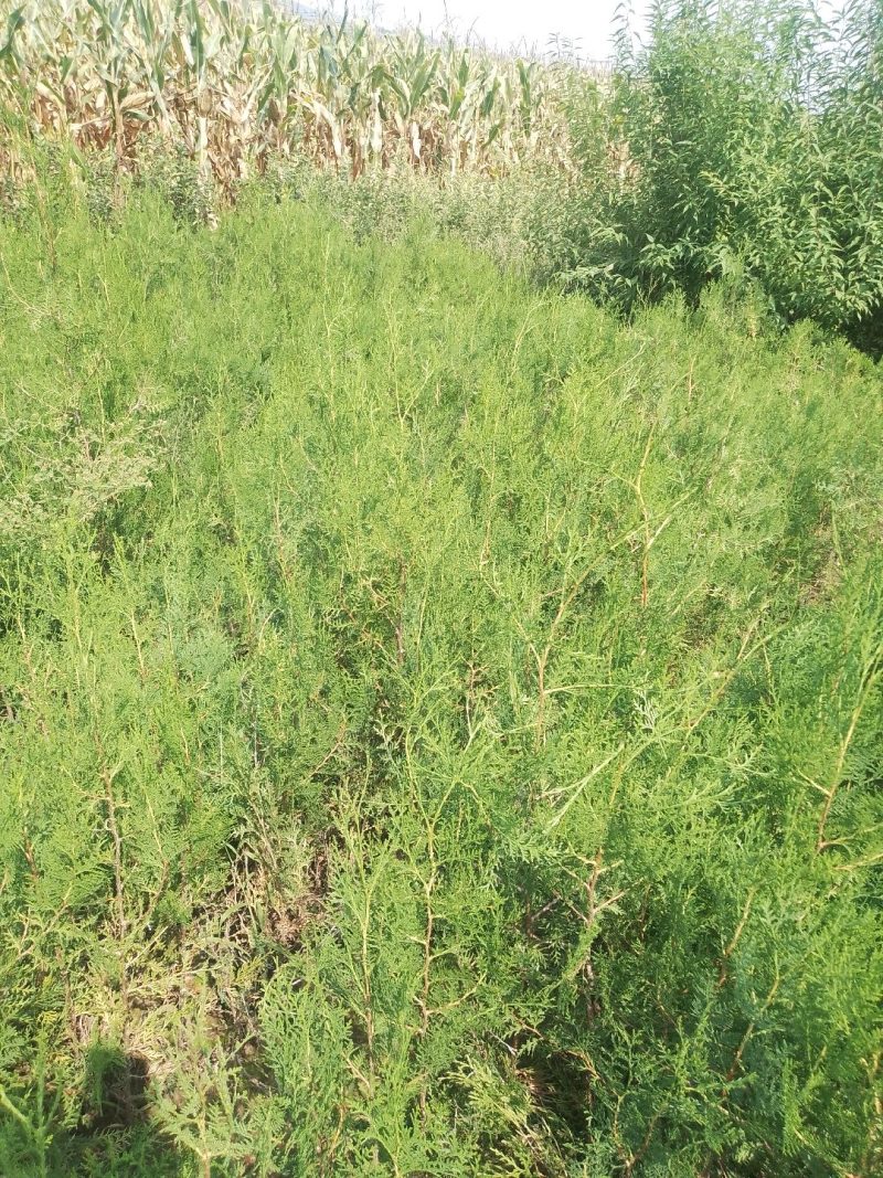 山杏杯苗，鸡心果杯苗，侧柏杯苗，大枣