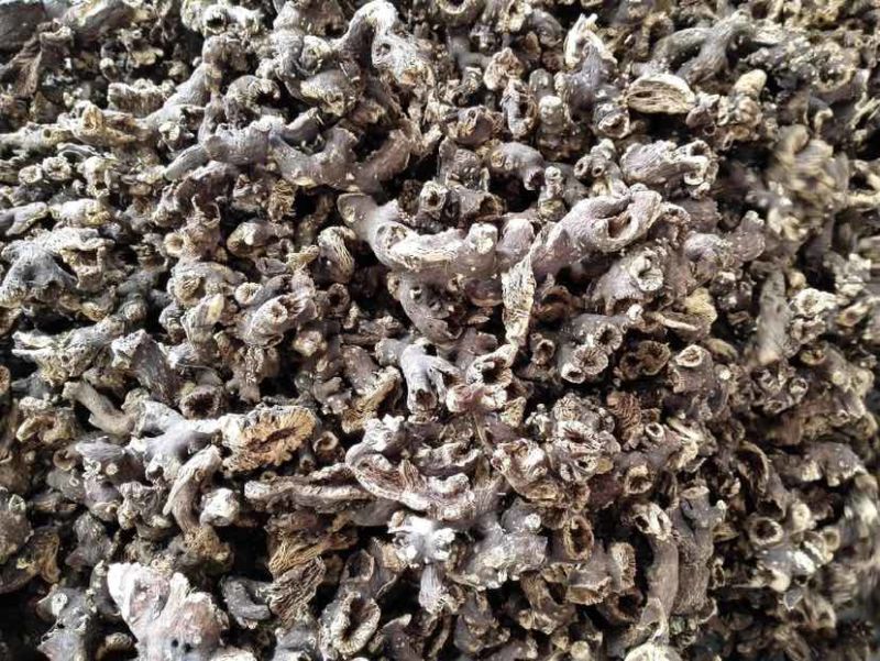 绿升麻，川升麻，野生升麻。需要的大量有货可走鲜货，可走干货