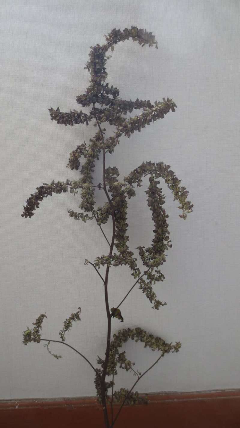 绿升麻，川升麻，野生升麻。需要的大量有货可走鲜货，可走干货