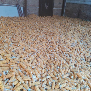 玉米棒，20亩地