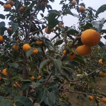 阳丰柿子