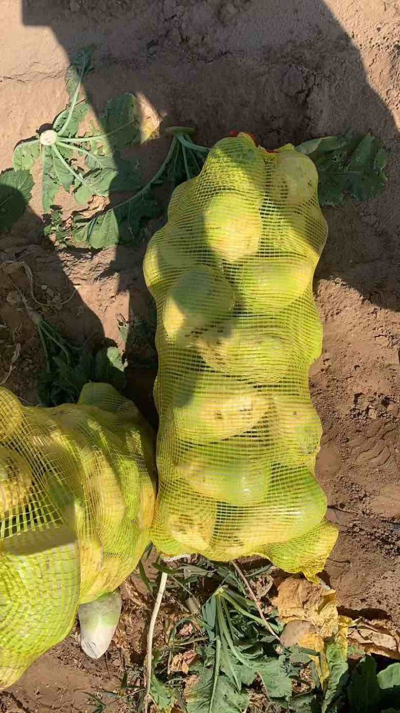 芥菜噶哒
