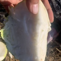 芥菜噶哒