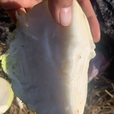 芥菜噶哒