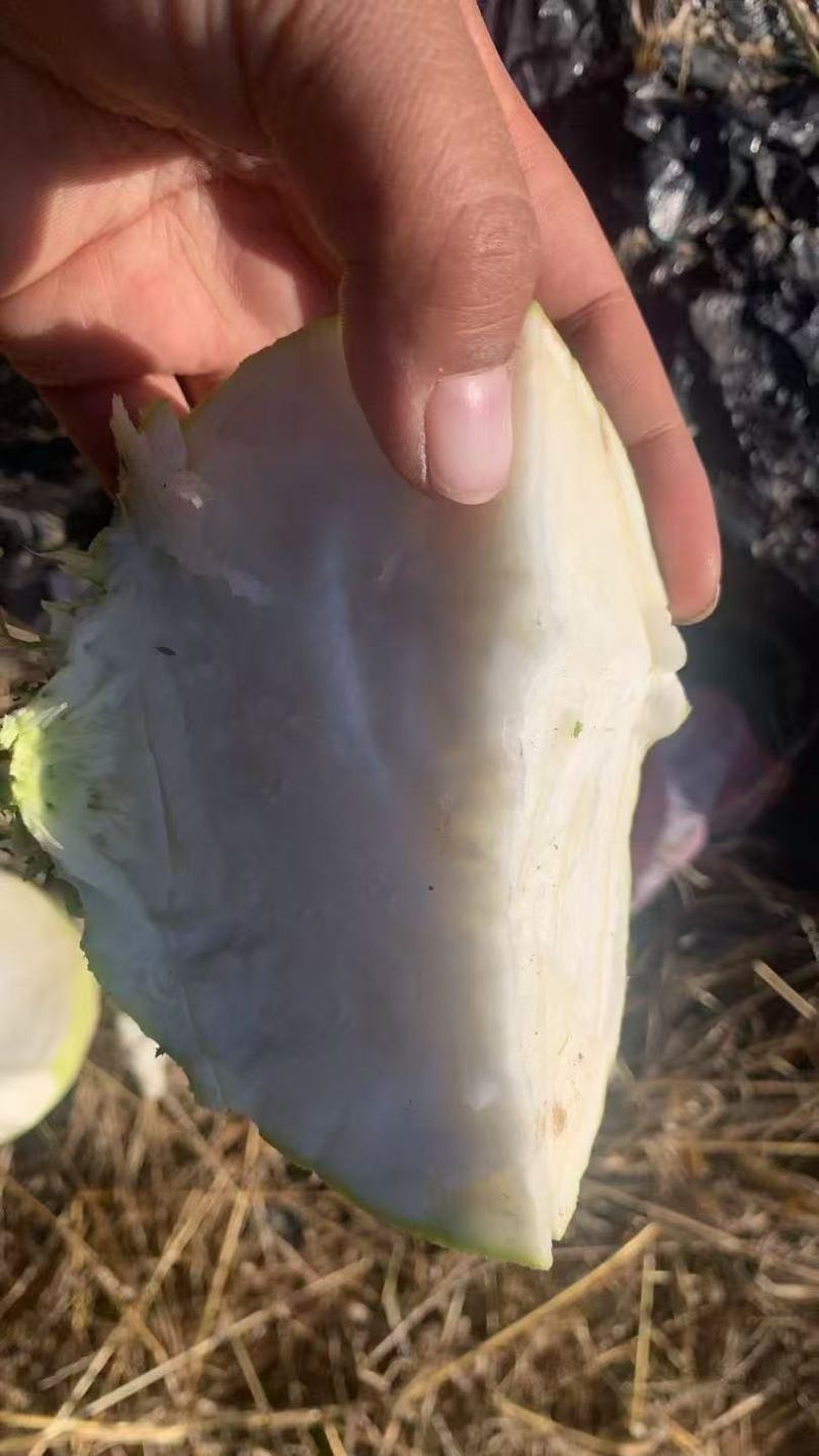 芥菜噶哒