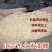 油糠正宗东北米糠高油高蛋白低灰低纤维动物饲料鱼饵打窝料菌养殖